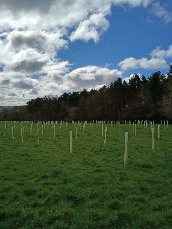 Milkwellburn Woods